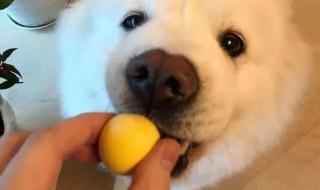 泰迪可以吃蛋黄吗 狗狗能吃蛋黄吗